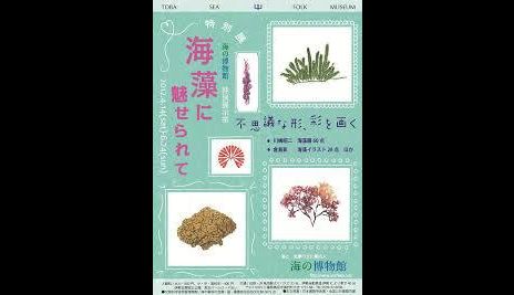 海藻イラスト展 海の博物館 あとあと