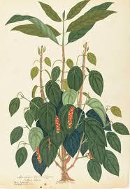 英国キュー王立植物園おいしいボタニカル・アート 食を彩る植物の物語
