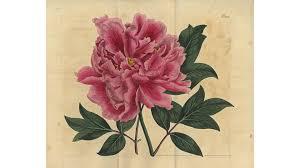 キューガーデン英国王室が愛した花々シャーロット王妃とボタニカルアート の展覧会画像