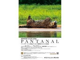 岩合光昭写真展PANTANAL パンタナール清流がつむぐ動物たちの大湿原 の展覧会画像