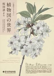 ミニ企画展牧野コレクション 植物図の世界—桜図譜より