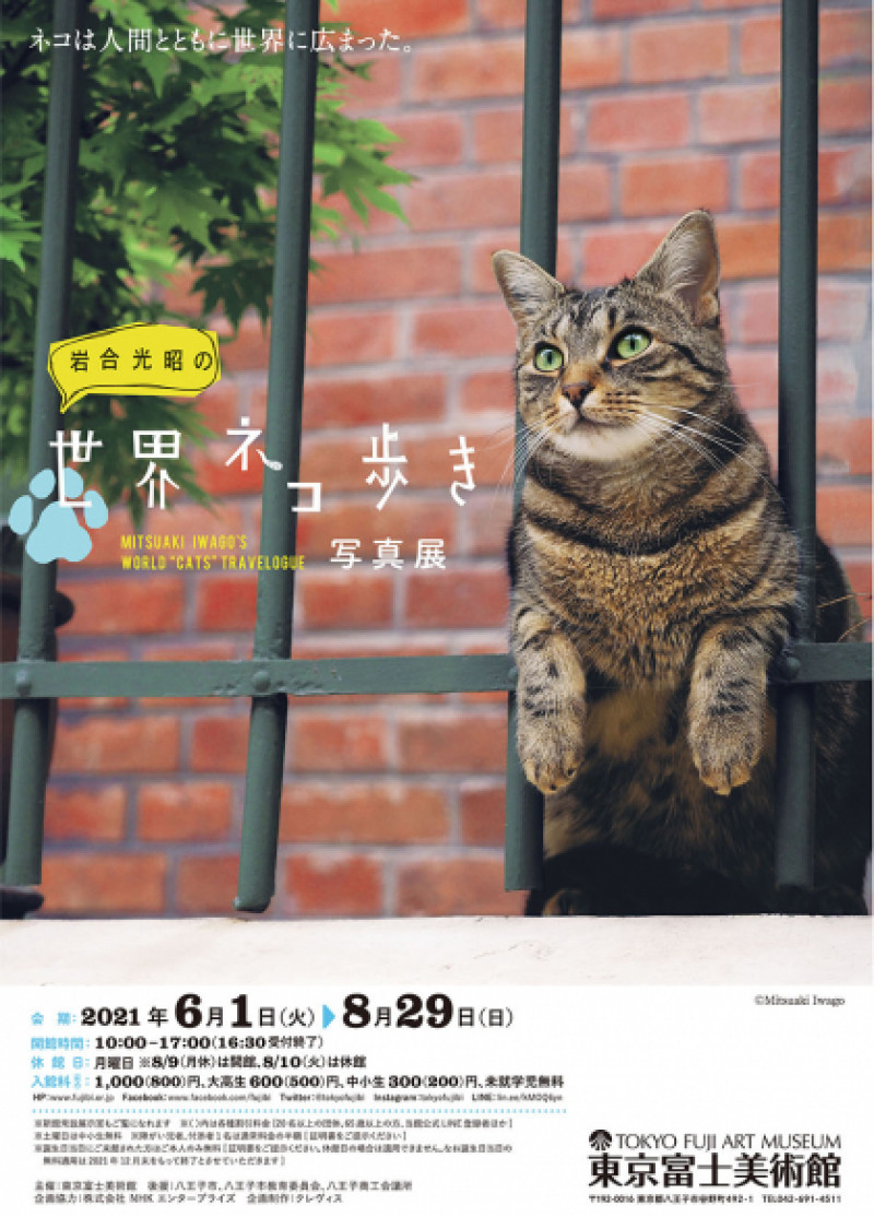 写真展岩合光昭の世界ネコ歩き の展覧会画像