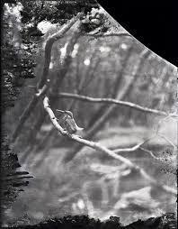 100年前にカワセミを撮った男・下村兼史—日本最初の野鳥生態写真家— の展覧会画像