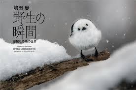 島田忠野生の瞬間華麗なる鳥の世界 の展覧会画像