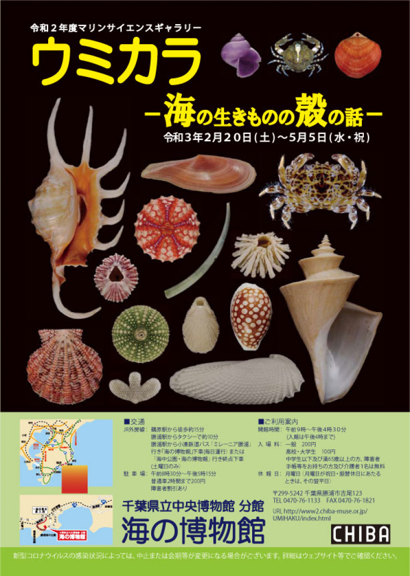 マリンサイエンスギャラリーウミカラ—海の生きものの殻の話—