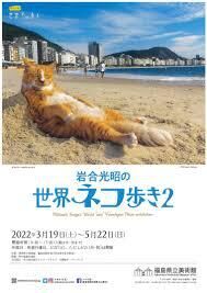 写真展岩合光昭の世界ネコ歩き２ ＆ どうぶつ家族 の展覧会画像
