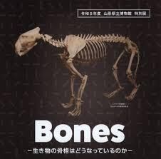 Bones—生き物の骨格はどうなっているのか— の展覧会画像