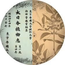 特別公開東大植物学と植物画—牧野富太郎と山田壽雄vol.4 の展覧会画像
