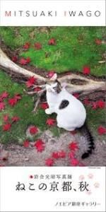 岩合光昭写真展ねこの京都、秋 の展覧会画像