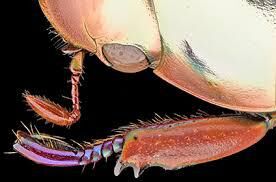 世界昆虫探検記—自然絵本作家・松岡達英の昆虫採集— の展覧会画像