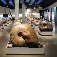 ポケモン化石博物館 の展覧会画像