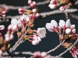 竹内敏信写真展「日本の桜」 の展覧会画像