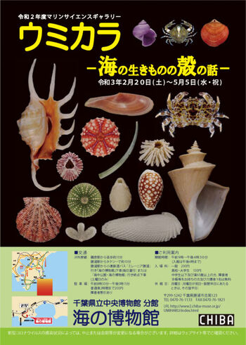 マリンサイエンスギャラリーウミカラ—海の生きものの殻の話— の展覧会画像
